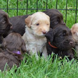 Australian Labradoodle Puppies from Cottonwood Labradoodles