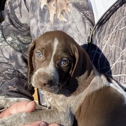 German Shorthaired Pointers from Domino Kennels