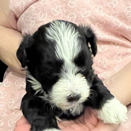 Havanese Puppies from Esplendor Havanese