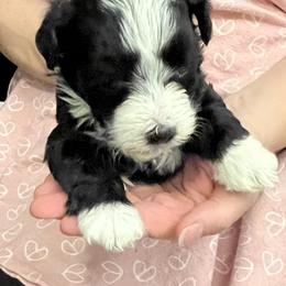 Havanese Puppies from Esplendor Havanese
