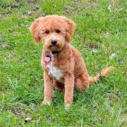 Bebe - Goldendoodle