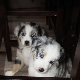 Australian Shepherd Puppies from MilkyWay Aussies with Tails