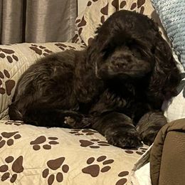 Cocker Spaniels from JK’s Cocker Spaniels