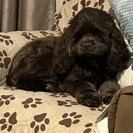 Cocker Spaniels from JK’s Cocker Spaniels