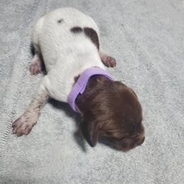 Girl 3 - female German Shorthaired Pointer puppy in Osceola, Missouri from Bird Dog Ranch