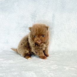 Lavender and Tan AKC female - Lavender female Pomeranian puppy in Princeton, New Jersey from PureLove Poms.