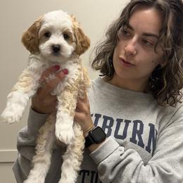 Jam - Caramel female Australian Labradoodle puppy in Decatur, Alabama from Southern Meadows Doodles