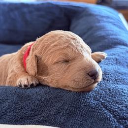 Red - Cream male Goldendoodle puppy in Mount Pleasant, Utah from Betty's Goldendoodles