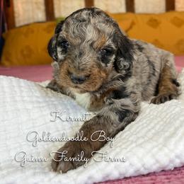 Kermit - Merle male Goldendoodle puppy in Grove, Oklahoma from Guinn Family Farms