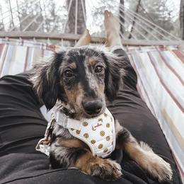 Benji - Dapple male Dachshund puppy in Solon Springs, Wisconsin from Snowfall Siberians