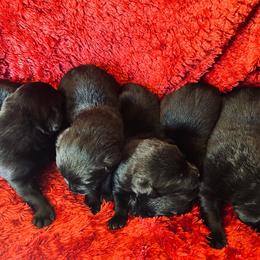 Girl 3 - 3rd pick - Black female Labrador Retriever puppy in Beaverdam, Virginia from Gold Heart Labradors