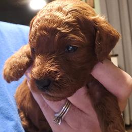 Copper - Red  male Poodle puppy in Windom, Texas from Wild Farm Puppies