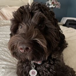 Georgia - Australian Labradoodle