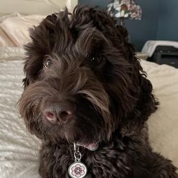 Georgia - Australian Labradoodle