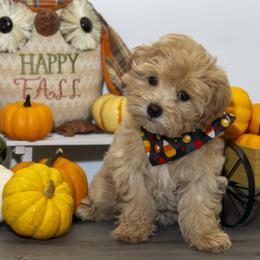 Maltese and Maltipoos from Chez Lexi Kennels