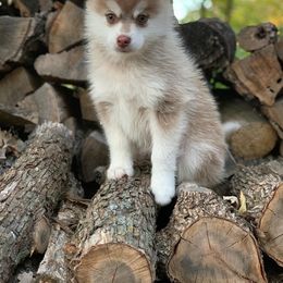 Pomsky Puppies from Ritzy Puppies