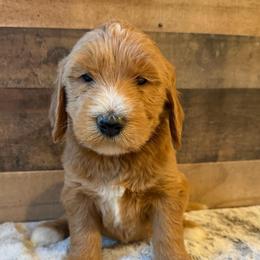Black Collar Boy - Apricot male Goldendoodle puppy in San Augustine, Texas from Vintage Doodles