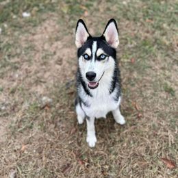Ghost 👻 - Black and white Siberian Husky puppy in Ocala, Florida from Huffman's Husky House