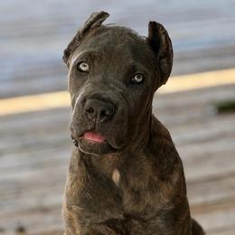 Katana - Gray brindle female Cane Corso puppy in Sandia, Texas from OneTime Cane Corso