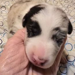 RUDY, Mr Purple - Blue merle male Border Collie puppy in San Tan Valley, Arizona from Sherry's Border Collies
