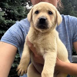 Ugg- white collar - Yellow female Labrador Retriever puppy in Isanti, Minnesota from Four Corners Family Labs