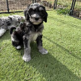 Bobby yellow - Merle male Bernedoodle puppy in Bend, Oregon from Bella Ridge Farms & Dapper Doodles