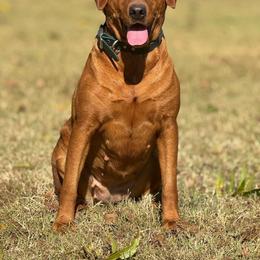 Ivy - Labrador Retriever