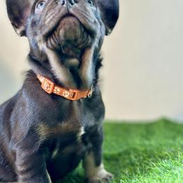 Twix - Tricolors male French Bulldog puppy in Buchanan, Michigan from Christie's Frenchies