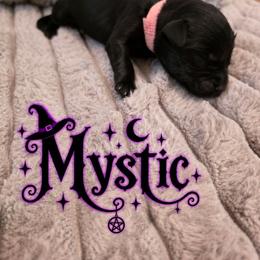 Light pink - Black female Labrador Retriever puppy in Bartlett, Tennessee from Red Hearts Labradors
