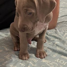Orange - Silver gray male Weimaraner puppy in Aitkin, Minnesota from Whispering’s GunDogs
