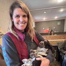 English Springer Spaniel Puppies from English Springer Spaniels at Lands Lodge