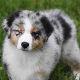 Burberry - Blue merle female Australian Shepherd puppy in Easton, Missouri from MMA Kennel