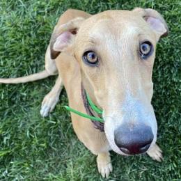 Borzois and Greyhounds from Wildwood Hounds