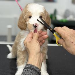 Purple-naomi - Red female Bernedoodle puppy in Yuciapa, California from AlltheDoodlez_