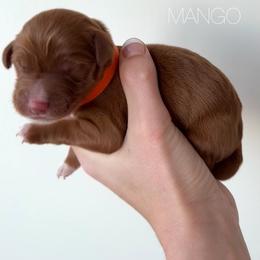 Mango - Apricot male Goldendoodle puppy in Independence, Oregon from Ankeny Doodles