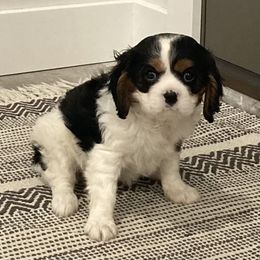 Cavalier King Charles Spaniel Puppies from Christina’s Cavaliers
