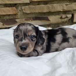 Onyx - Dapple male Dachshund puppy in Eldon, Missouri from Pure Joy Dachshunds