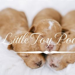Maltipoo and Poodle Puppies from Little Toy Poodles