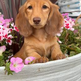 Paige - Cream female Dachshund puppy in Moses Lake, Washington from Evergreendox Dachshunds