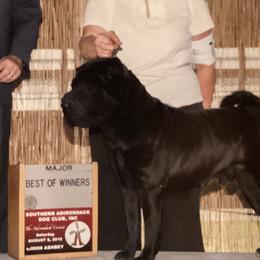 Thai - Chinese Shar-Pei