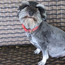 Joyful - Miniature Schnauzer