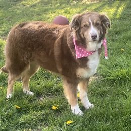 Millie - Australian Shepherd