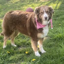 Millie - Australian Shepherd