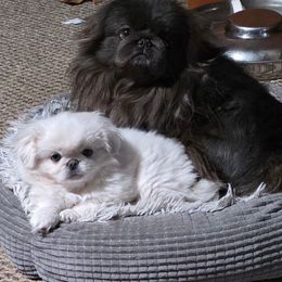 Falcor - White male Pekingese puppy in Winchester, Virginia from Posh Pekingese