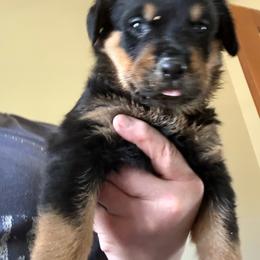 Green girl - Black and mahogany female Rottweiler puppy in Colorado Springs, Colorado from Von Locher Rotties