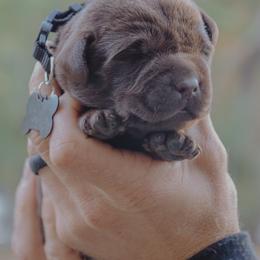 Black Boy - Chocolate male Labrador Retriever puppy in Linville, Virginia from Virginia Labradors