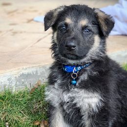 German Shepherd and White Shepherd Puppies from Scenic Creek German Shepherds