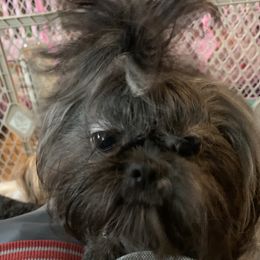Josie - Shih Tzu