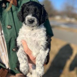 Willow - Parti female Goldendoodle puppy in Lancaster, Pennsylvania from Doodles in the Skye