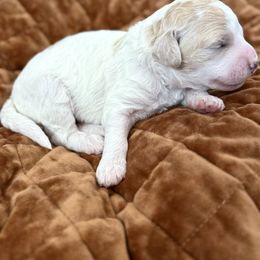 Dolly Parton - Cream female Aussiedoodle puppy in Arizona from Coats of Many Colors LLC
